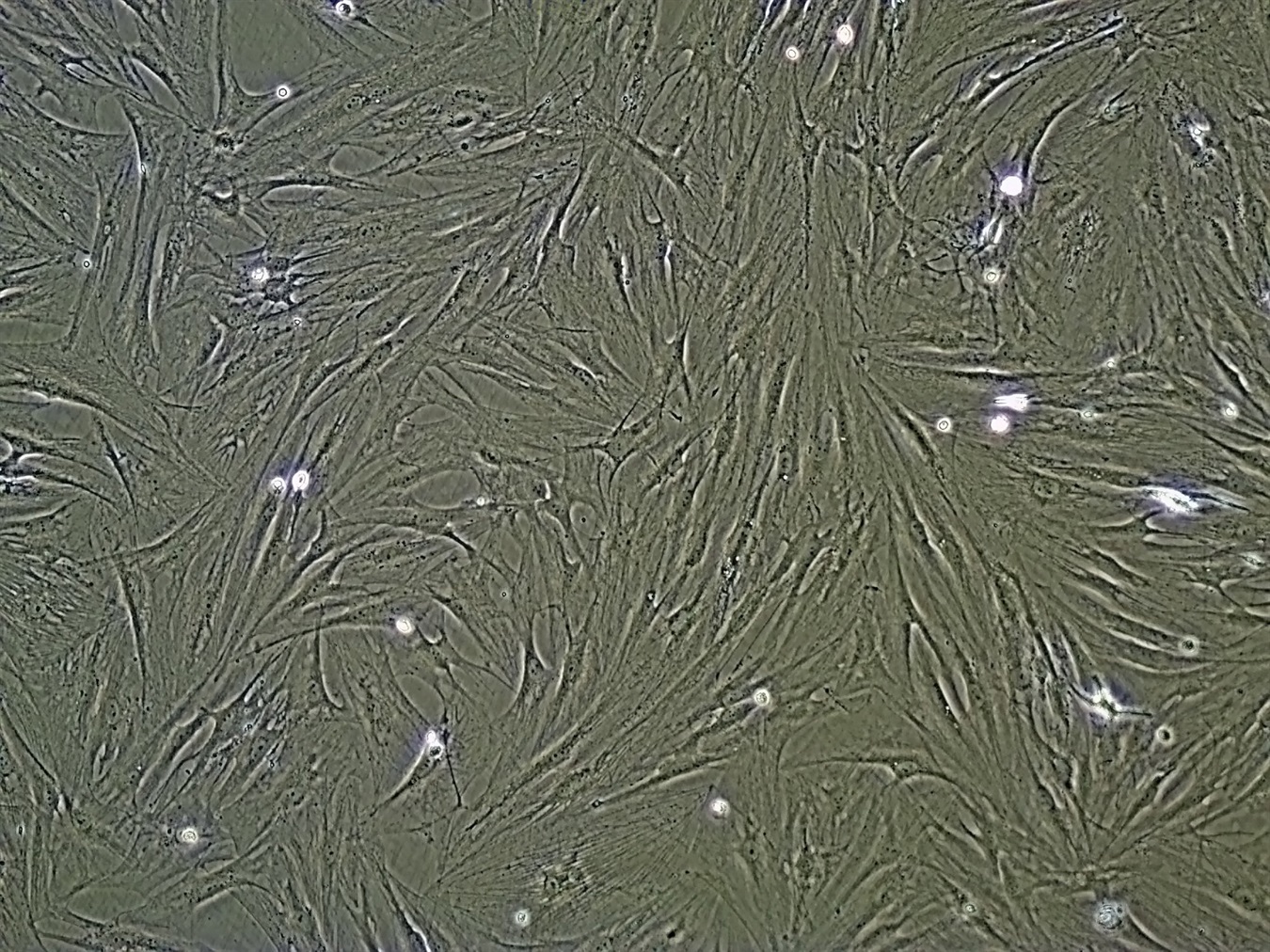 Cell Lineage Machine Learning Machine Learning for Cell Lineage Classification in Microscopy