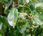 Deep Learning and Plant Disease Prediction