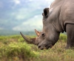 Can AI Help Save Endangered Species?