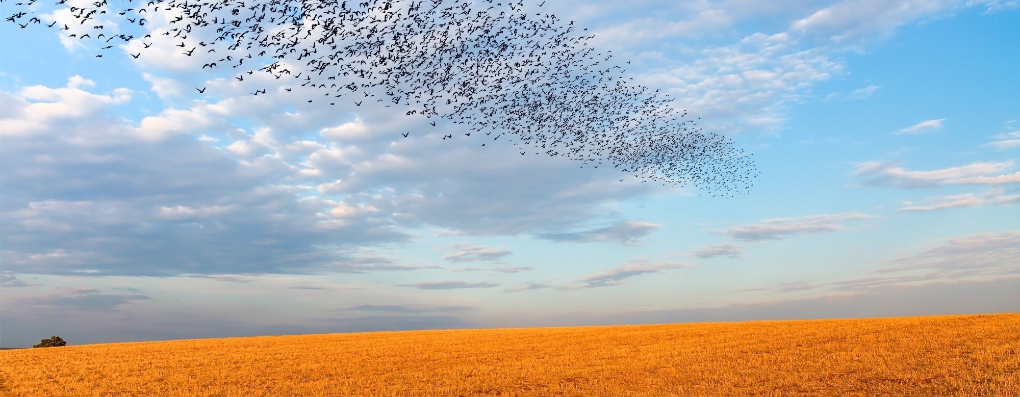 Bird Flocking Algorithm Reduces AI Hallucinations and Improves Summary Accuracy