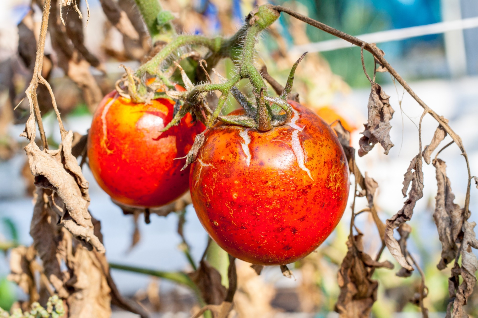 Study: YOLOv5n-VCW: Advancing Tomato Pest and Disease Detection with Enhanced Object Detection. Image credit: Mironmax Studio/Shutterstock