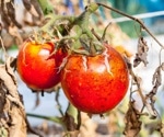 YOLOv5n-VCW: Advancing Tomato Pest and Disease Detection with Enhanced Object Detection