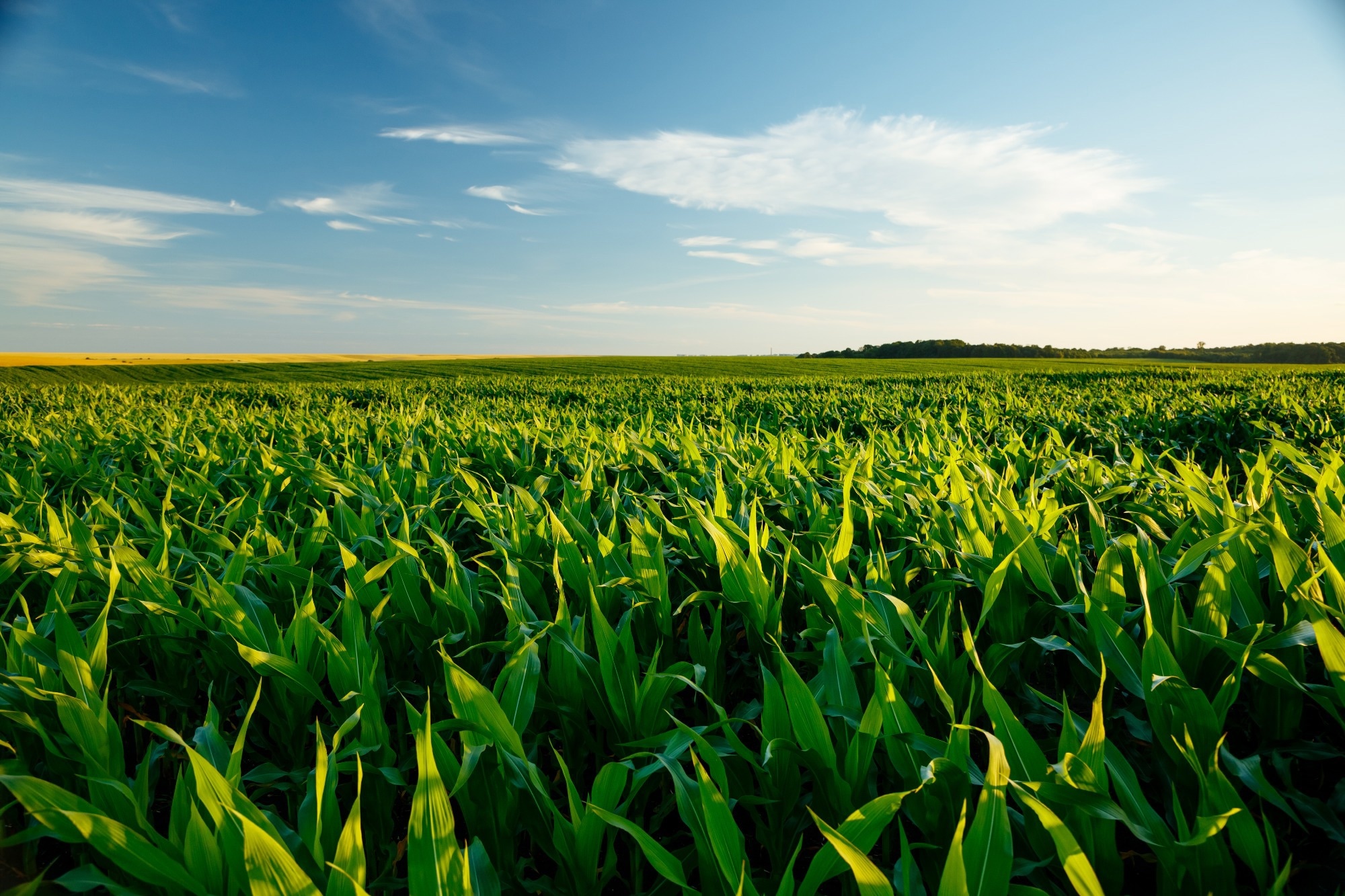 Study: Revolutionizing Maize Genomics with Machine Learning. Image credit: Creative Travel Projects/Shutterstock.