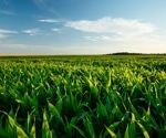 Revolutionizing Maize Genomics with Machine Learning