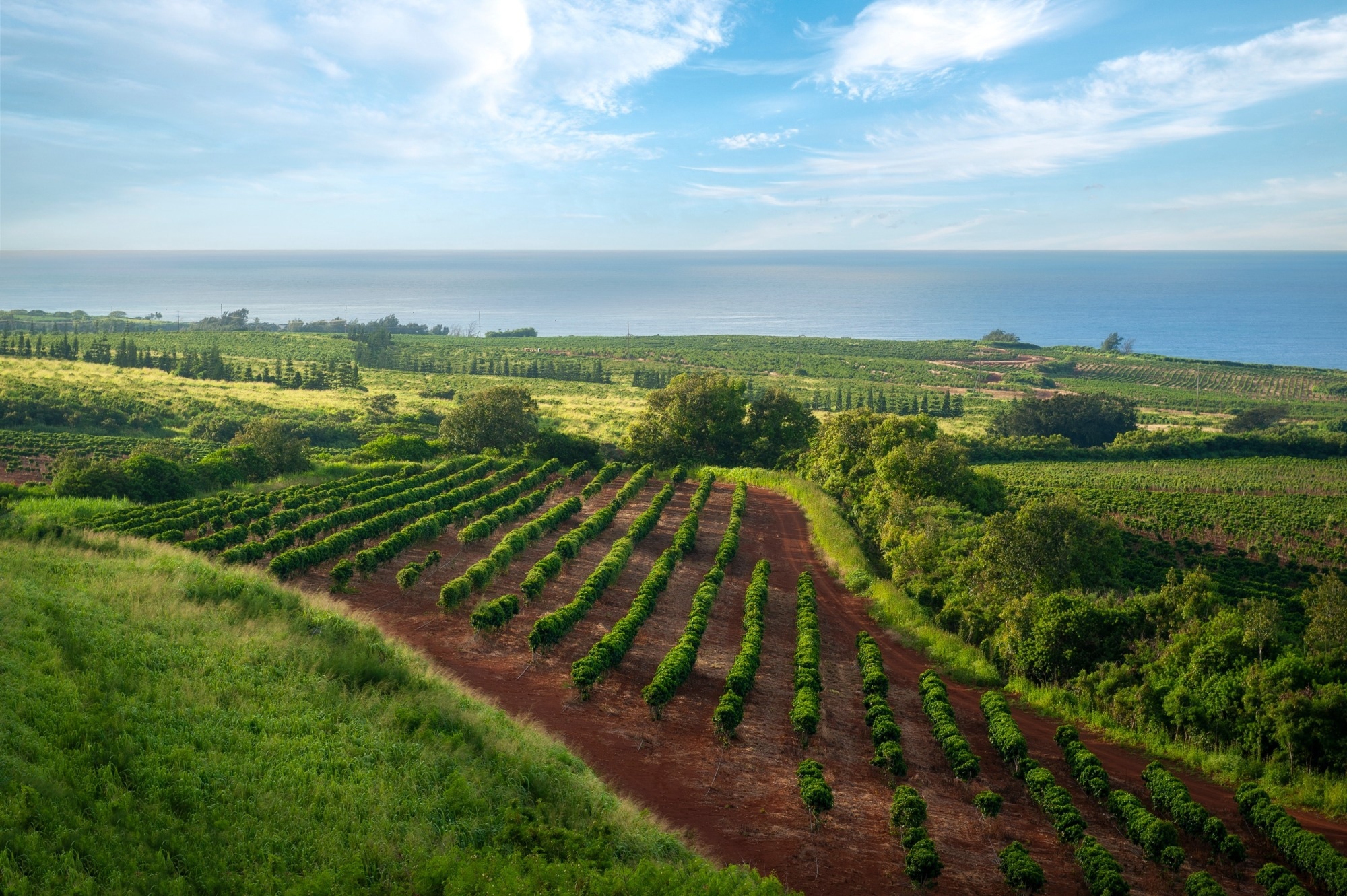 Study: Revolutionizing Agriculture with AI: Crop Planting Density Optimization System. Image credit: Edmund Lowe Photography/Shutterstock