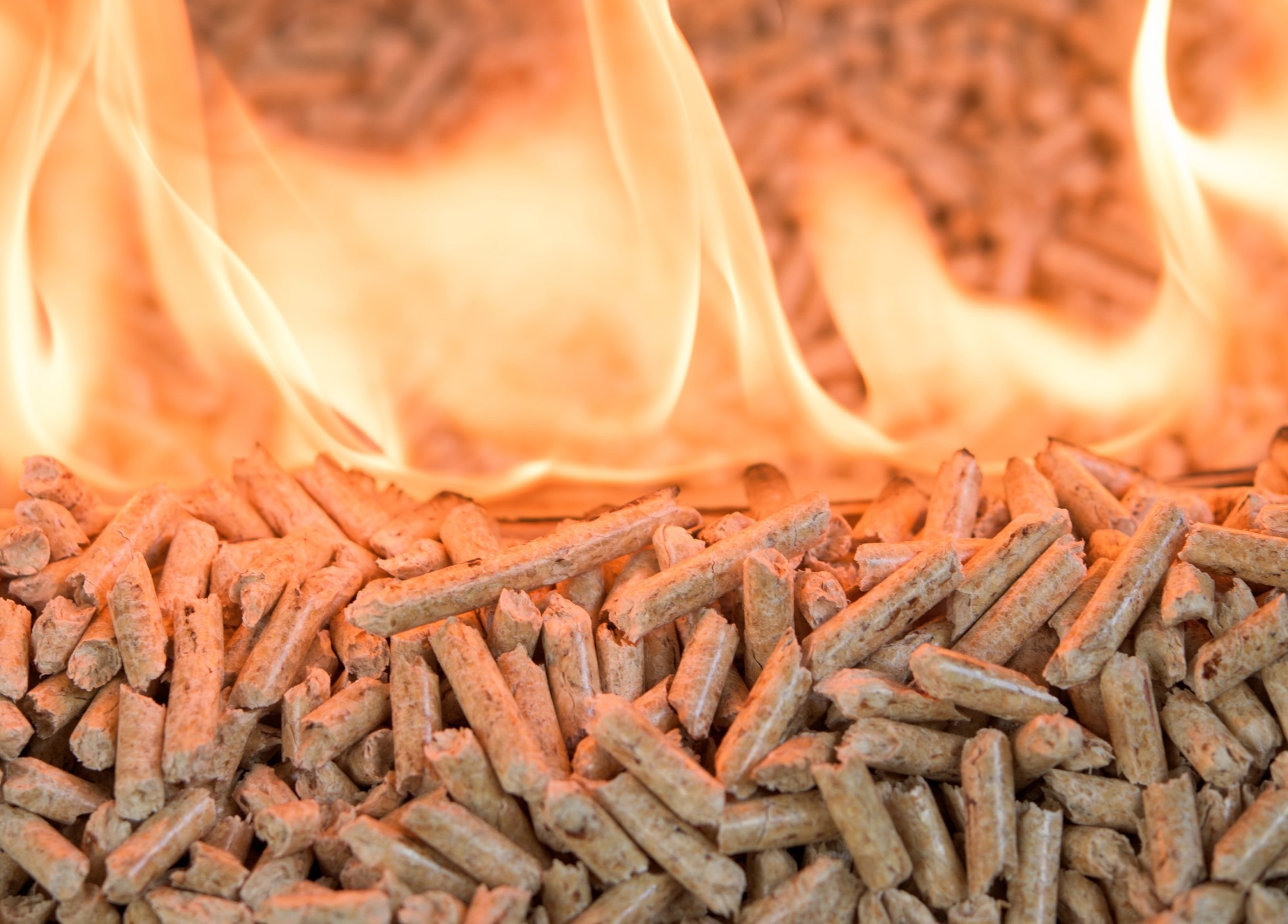 Study: Unlocking Biomass Energy Potential: ML Model for HHV Estimation. Image credit: tchara/Shutterstock