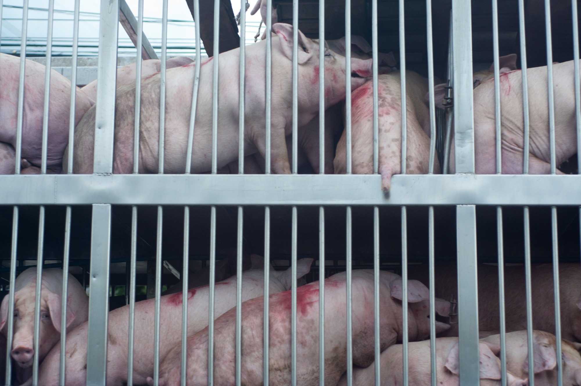 Study: Advancing Animal Welfare Inspections in Slaughterhouses with Sensor Technology and AI. Image credit: sideroad/Shutterstock