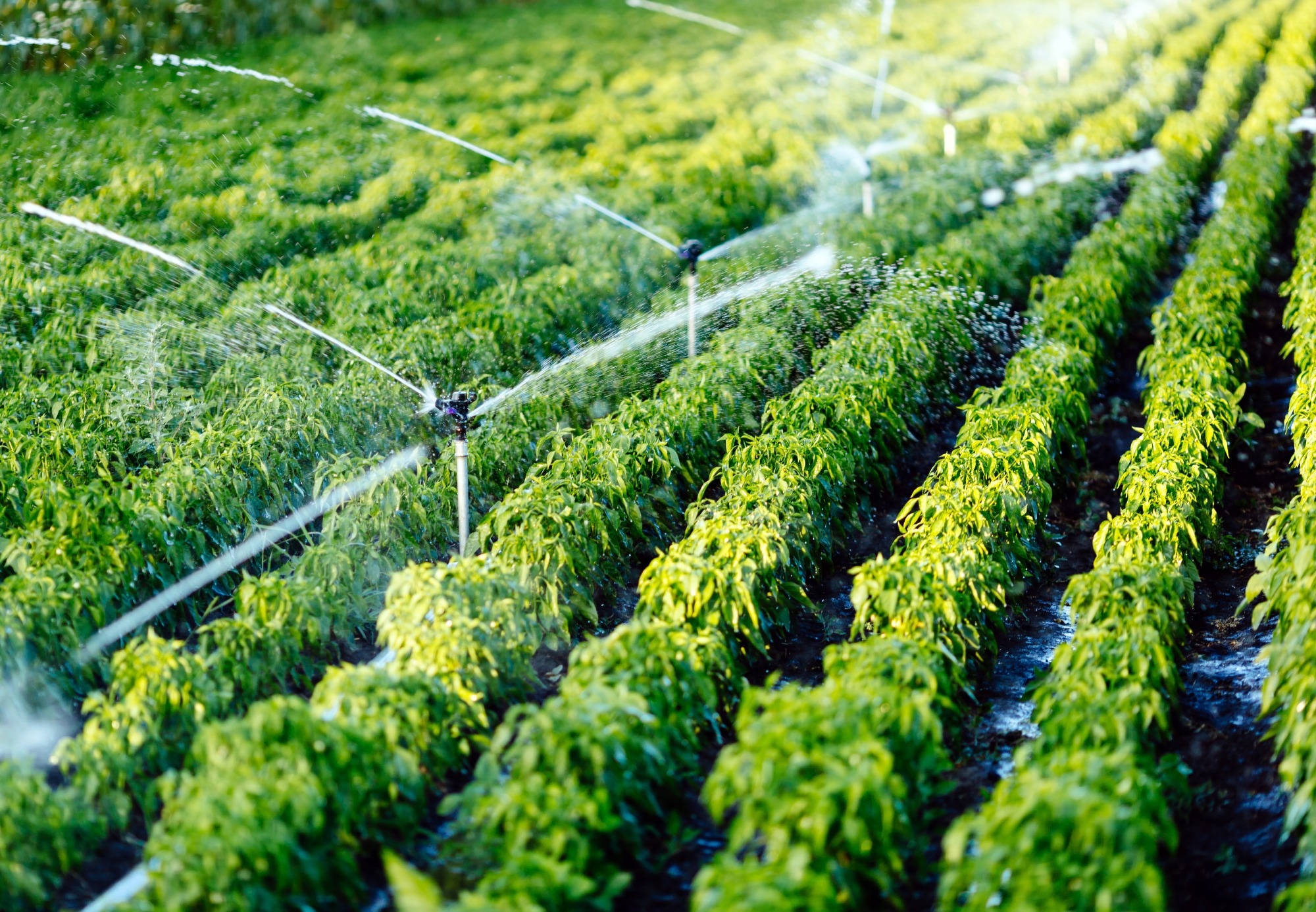 Study: AI-Powered Groundwater Prediction for Sustainable Irrigation in Water-Scarce Regions. Image credit: NDAB Creativity/Shutterstock