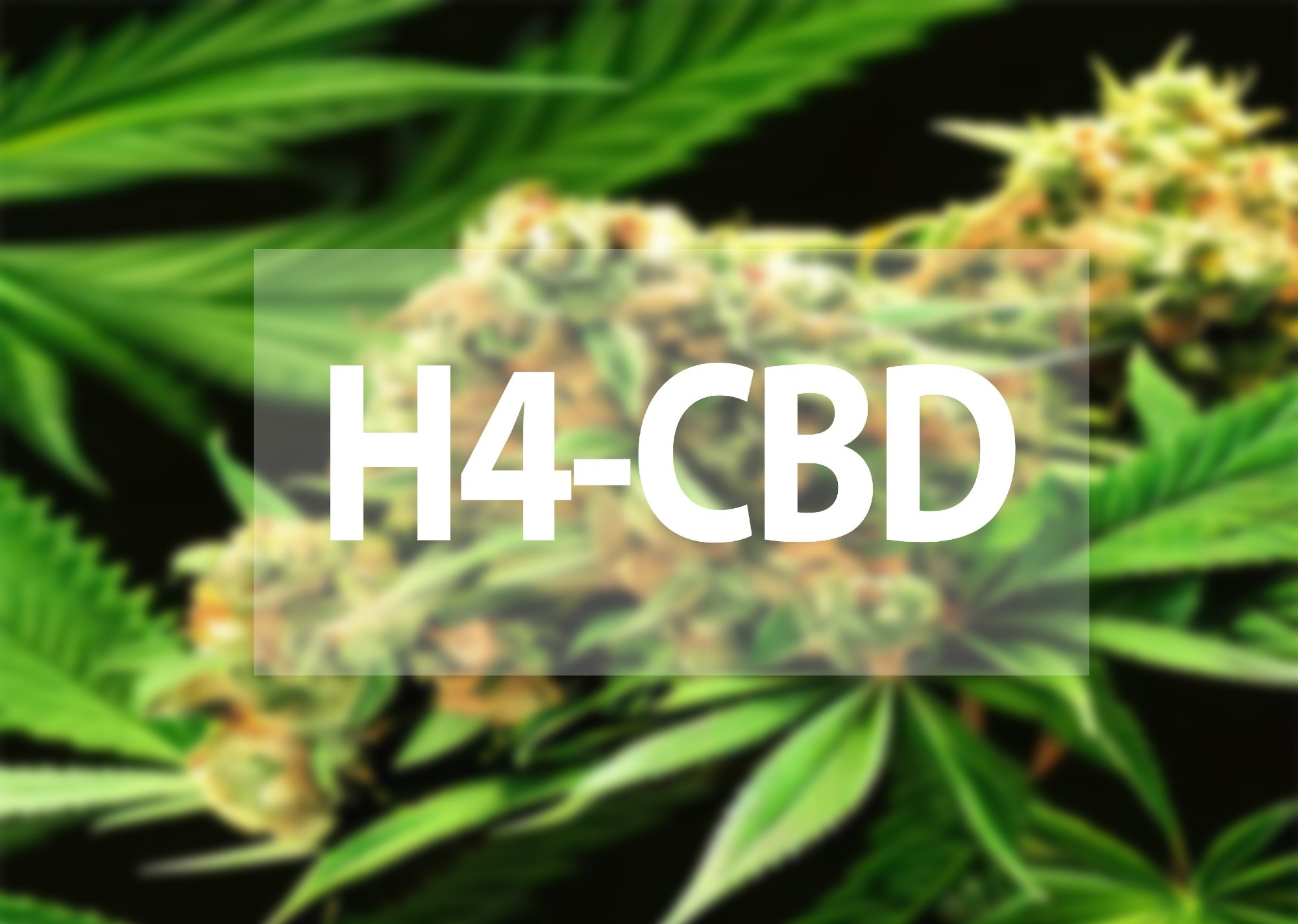 Study: AI-Powered Detection of Synthetic Cannabinoids: A Deep Learning Breakthrough. Image credit: Creativan/Shutterstock