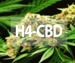 AI-Powered Detection of Synthetic Cannabinoids: A Deep Learning Breakthrough