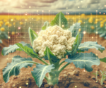Deep Learning for Disease Detection in Cauliflower Plants