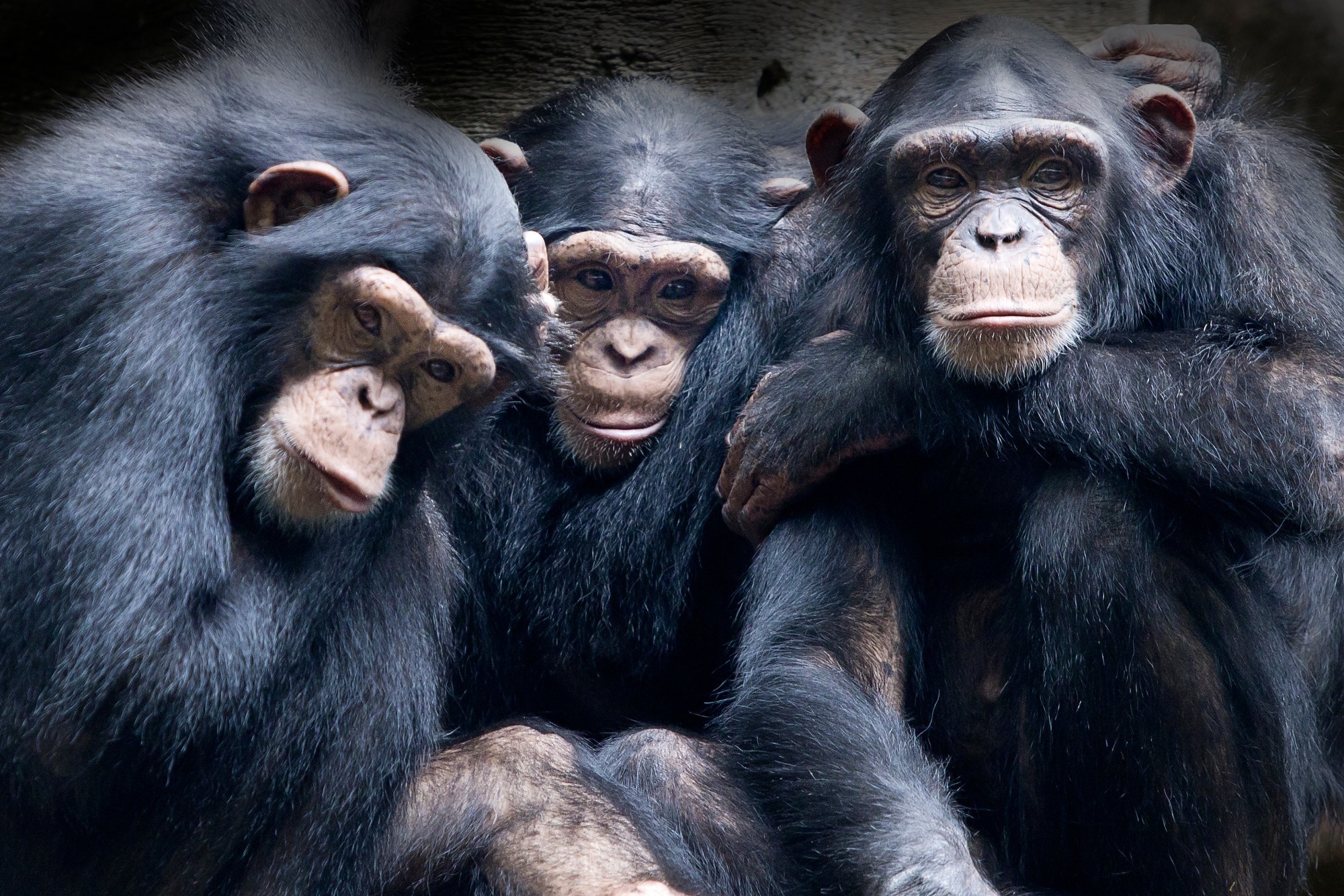 Study: Estimating the cardiac signals of chimpanzees using a digital camera: validation and application of a novel non-invasive method for primate research. Image Credit: Lili Aini / Shutterstock
