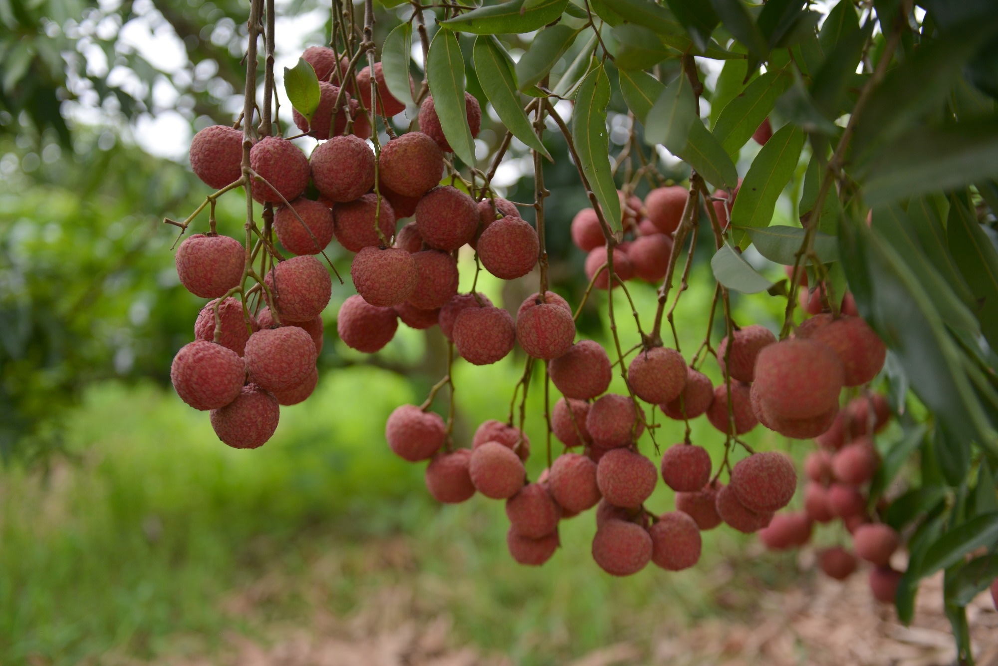 Study: Revolutionizing Litchi Harvesting: A Smart Robotic System with Active Obstruction Removal. Image credit: Luong Led/Shutterstock