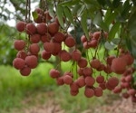 Revolutionizing Litchi Harvesting: A Smart Robotic System with Active Obstruction Removal