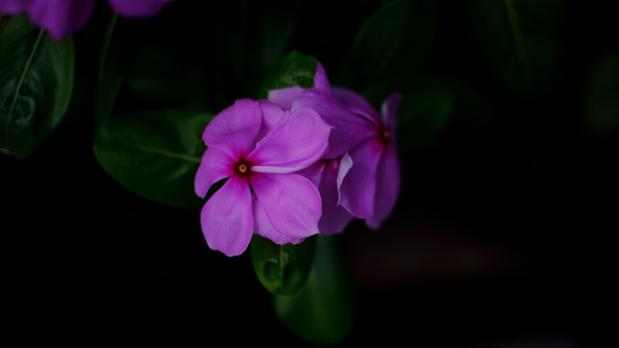 Study: Advancing Low-Light Image Enhancement: A Deep Learning Approach Based on Retinex Theory. Image credit: tos.ak/Shutterstock