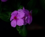 Advancing Low-Light Image Enhancement: A Deep Learning Approach Based on Retinex Theory