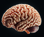 Enhanced Brain Response Prediction to Real-World Scenes Through Multimodal Pre-training