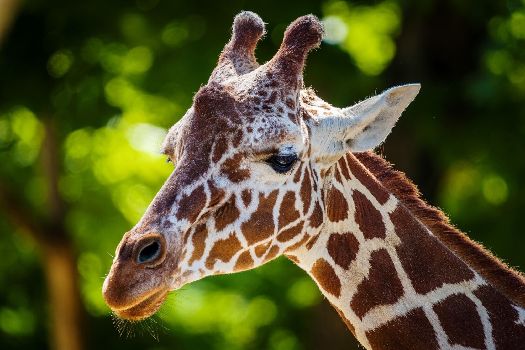 Research: What Can Human Sketches Do for Object Detection? Image Credit: Jameelaug91 / Shutterstock