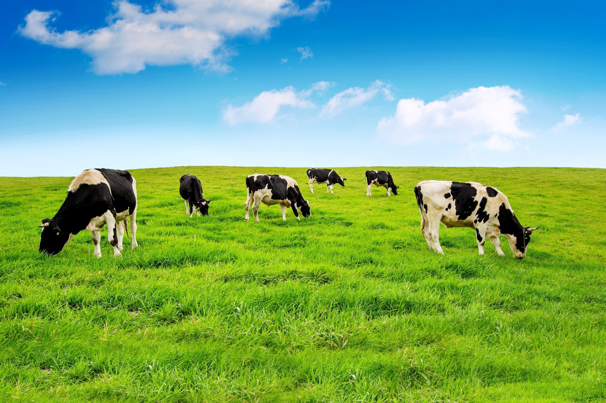 Study: Efficient Dairy Cow Behavior Recognition: A Two-Pathway X3DFast Model. Image credit: Guitar photographer/Shutterstock