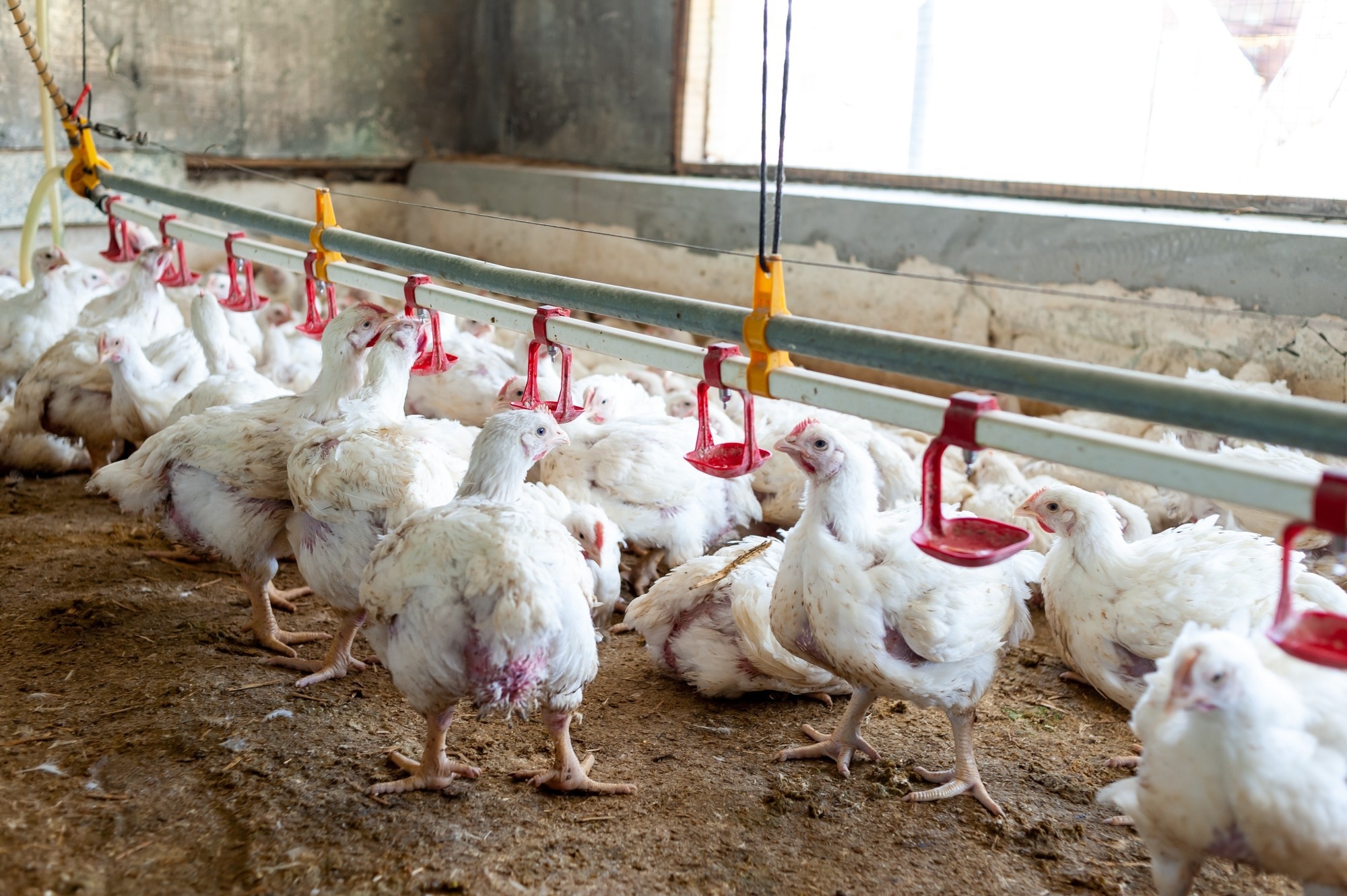 Study: Machine Learning for Precision Broiler Weight Estimation. Image credit: AlexanderLipko/Shutterstock