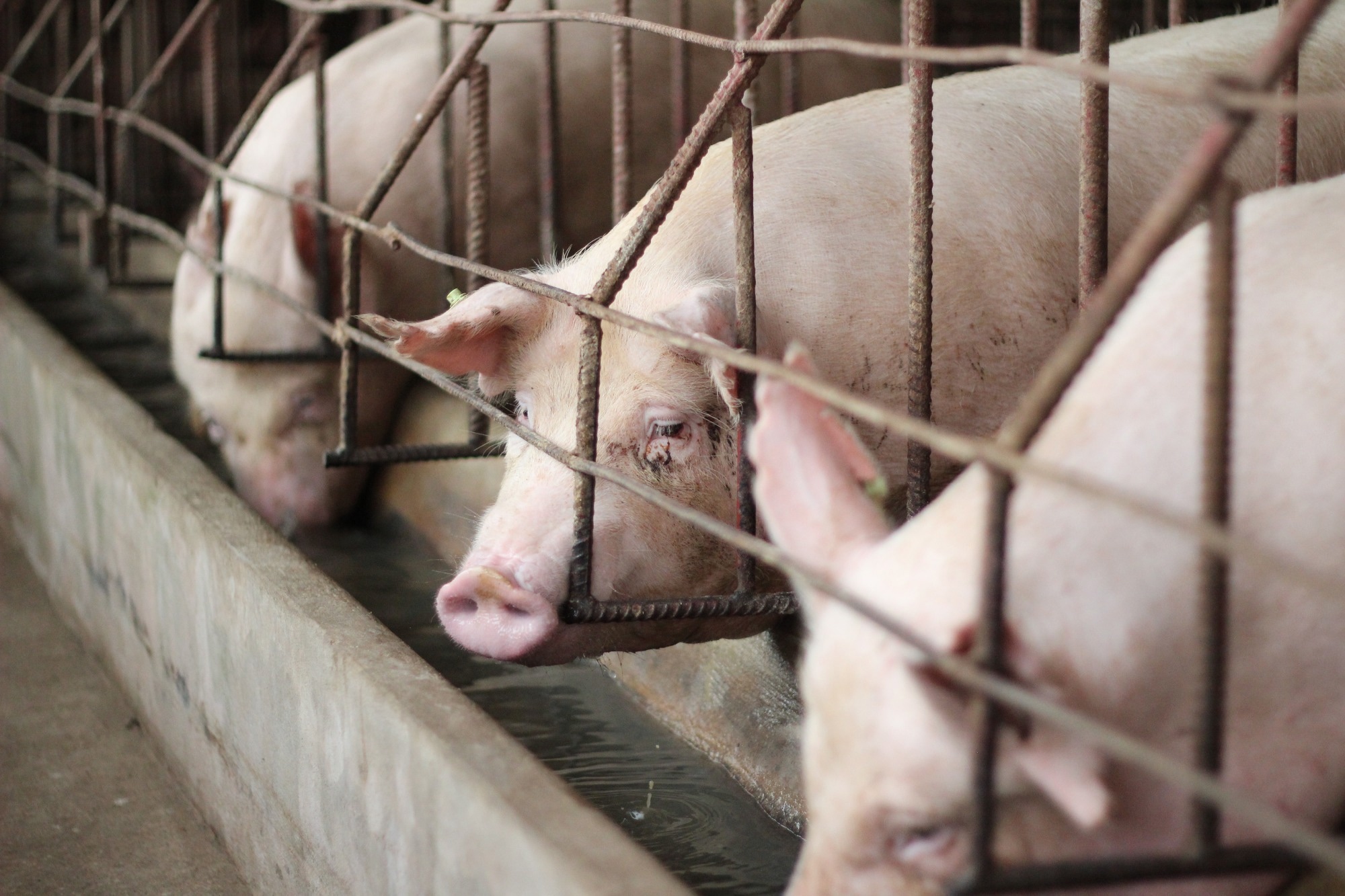 Study: Automated Welfare Assessment of Gestating Sows: Machine Learning Unveils Individual Variability. Image credit: CHIRATH PHOTO/Shutterstock