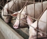 Automated Welfare Assessment of Gestating Sows: Machine Learning Unveils Individual Variability
