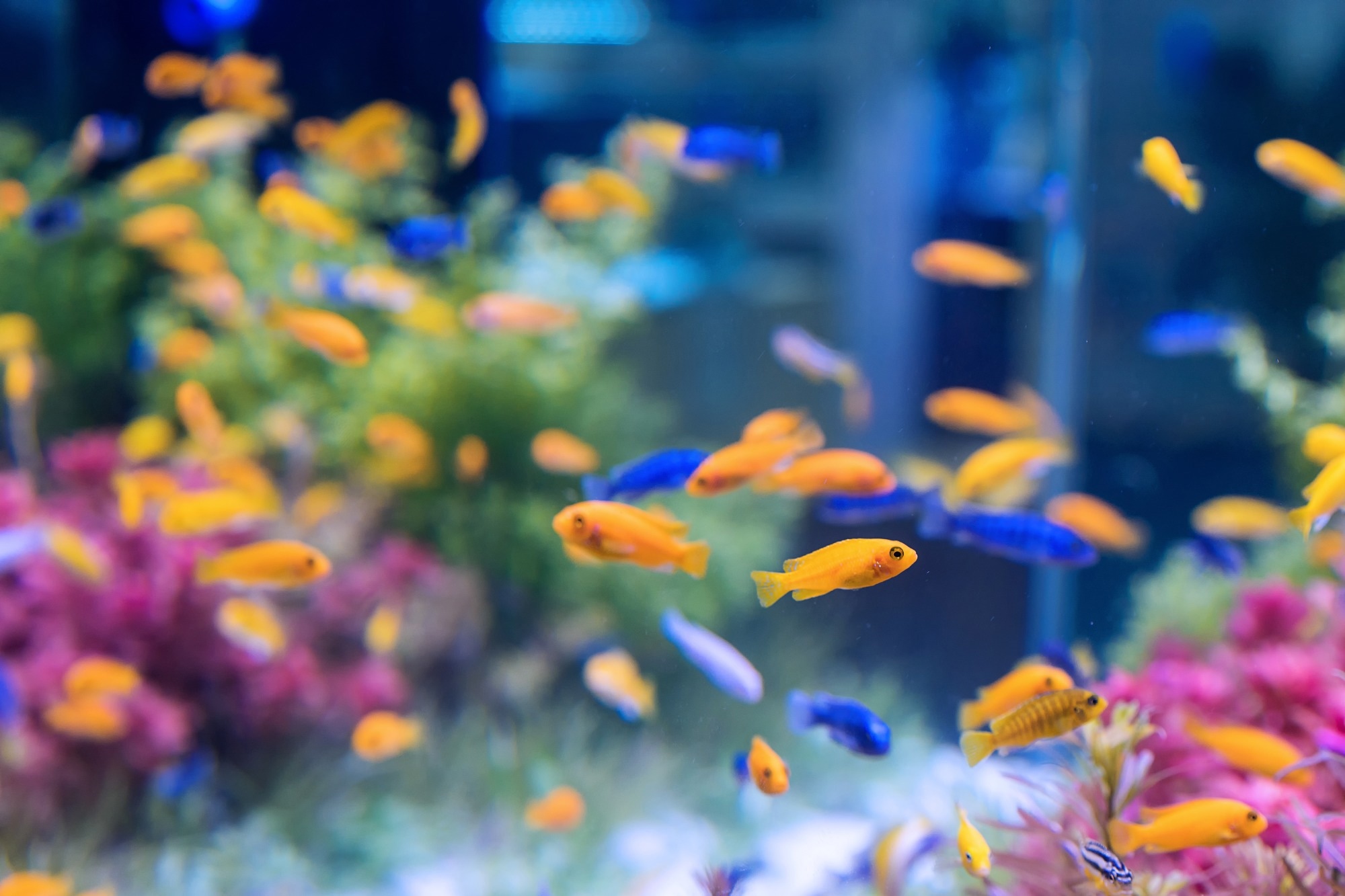 Study: IoT and ML for Behavioral Analysis of Ornamental Fish. Image credit: VictorN/Shutterstock