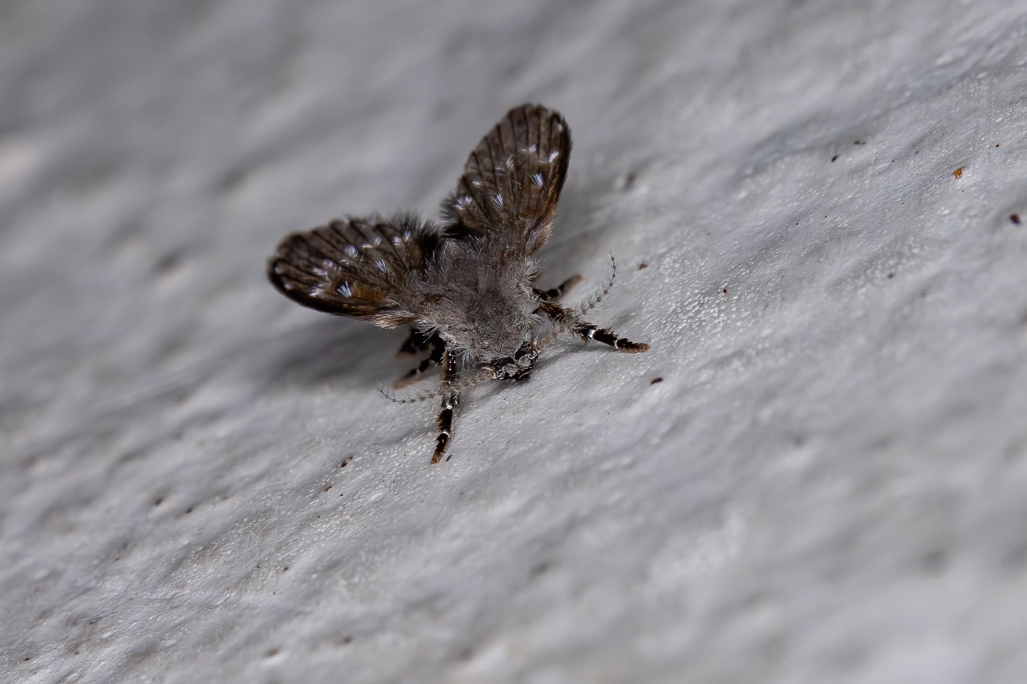 Study: Innovative Sandfly Identification Using Wing Interferential Patterns and Deep Learning. Image credit: Vinicius R. Souza/Shutterstock