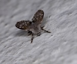 Innovative Sandfly Identification Using Wing Interferential Patterns and Deep Learning