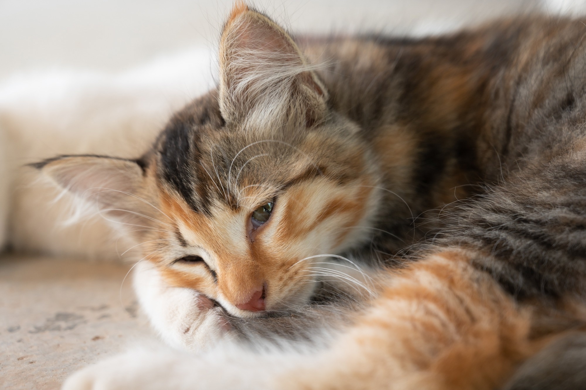 Study: Automated Feline Pain Assessment: Deep Learning Predicts Facial Landmarks and Grimace Scale Scores. Image credit: Kginger/Shutterstock