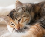 Automated Feline Pain Assessment: Deep Learning Predicts Facial Landmarks and Grimace Scale Scores