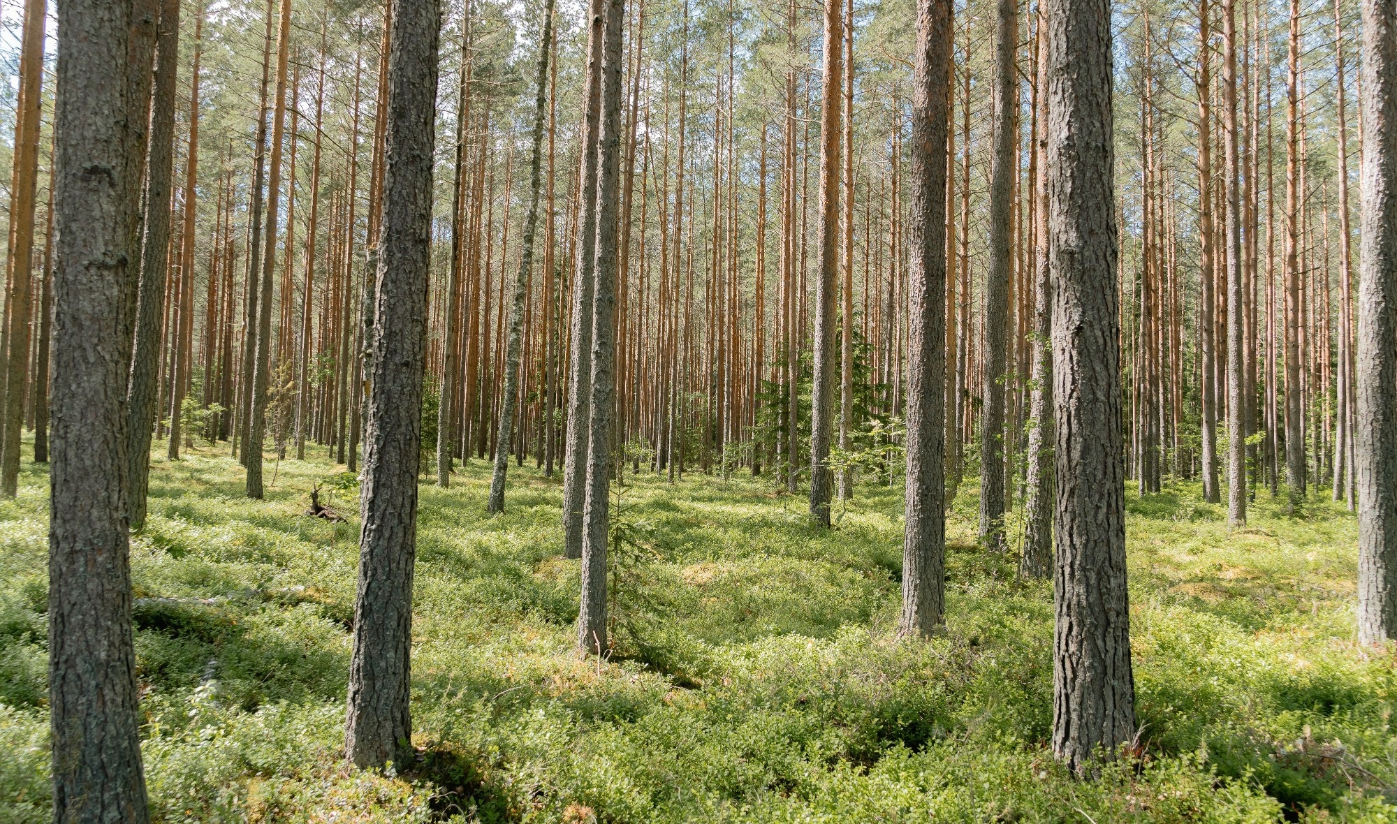 Study: Extensive ML Dataset for Advancing Stomatal Research in Hardwood Trees. Image credit: Miks Kuncevics/Shutterstock