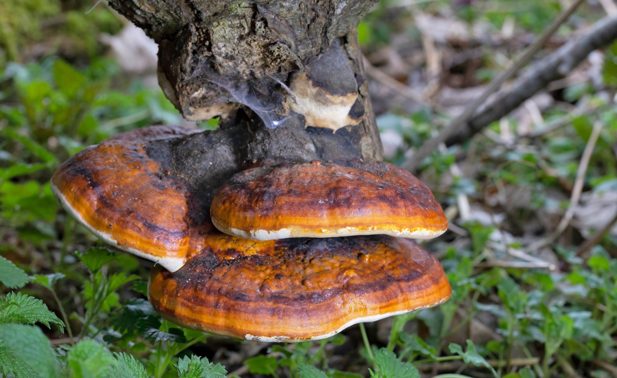 Study: Fungal Fortune Telling: AI Predicts Macrofungal Fruitbody Occurrences. Image credit: Tintila Corina/Shutterstock