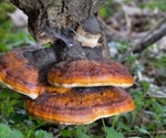 Fungal Fortune Telling: AI Predicts Macrofungal Fruitbody Occurrences