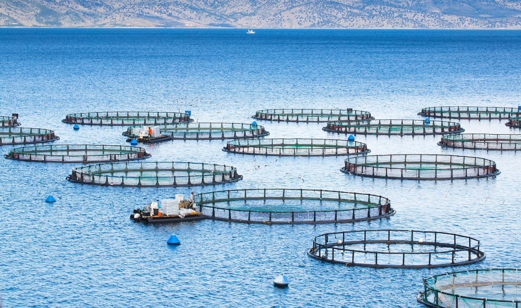 Study: Enhancing Cage Fish Farming Monitoring Using AI and Remote Sensing. Image credit: Sodel Vladyslav/Shutterstock