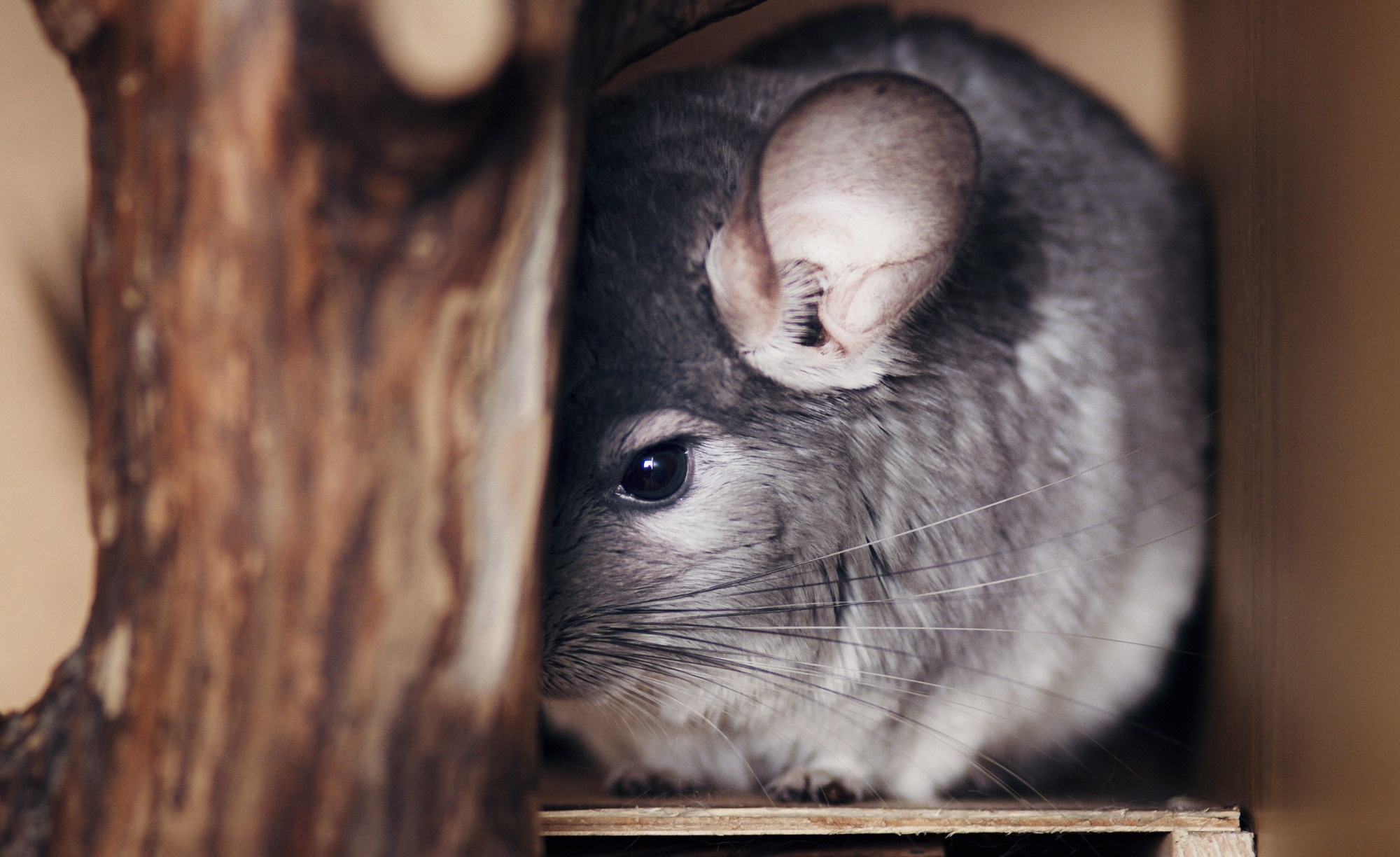 Study: SBeA Unveils Versatile Few-Shot Learning Framework to Enhance Animal Behavior Studies. Image credit: Creatopic/Shutterstock