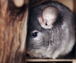SBeA Unveils Versatile Few-Shot Learning Framework to Enhance Animal Behavior Studies