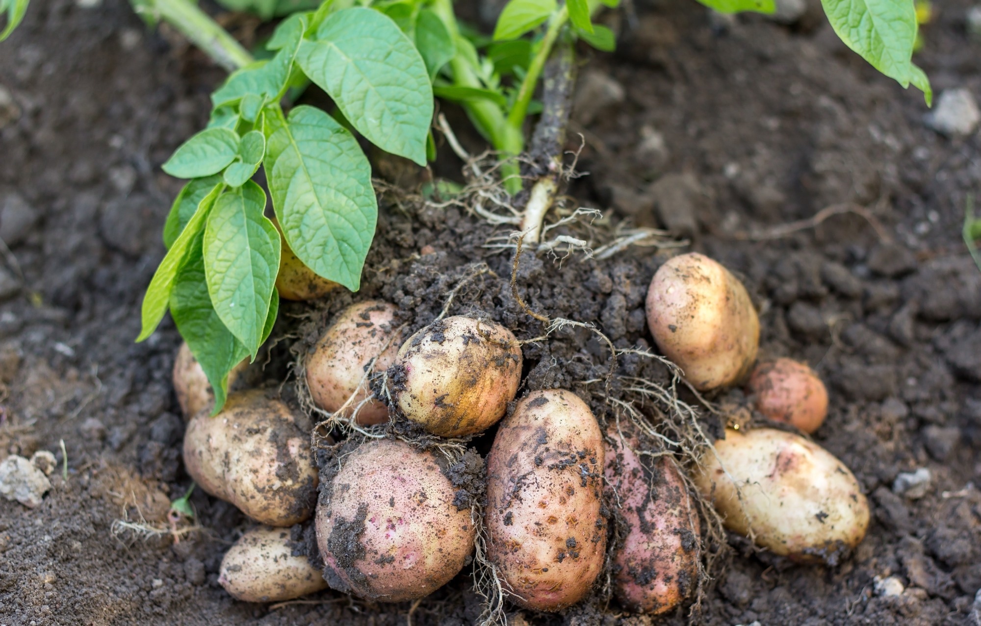 Study: ScabyNet: Image Processing and Deep Learning Application for Potato Tuber Evaluation. Image credit: Dmitri Malyshev/Shutterstock