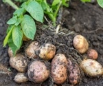 ScabyNet: Image Processing and Deep Learning Application for Potato Tuber Evaluation
