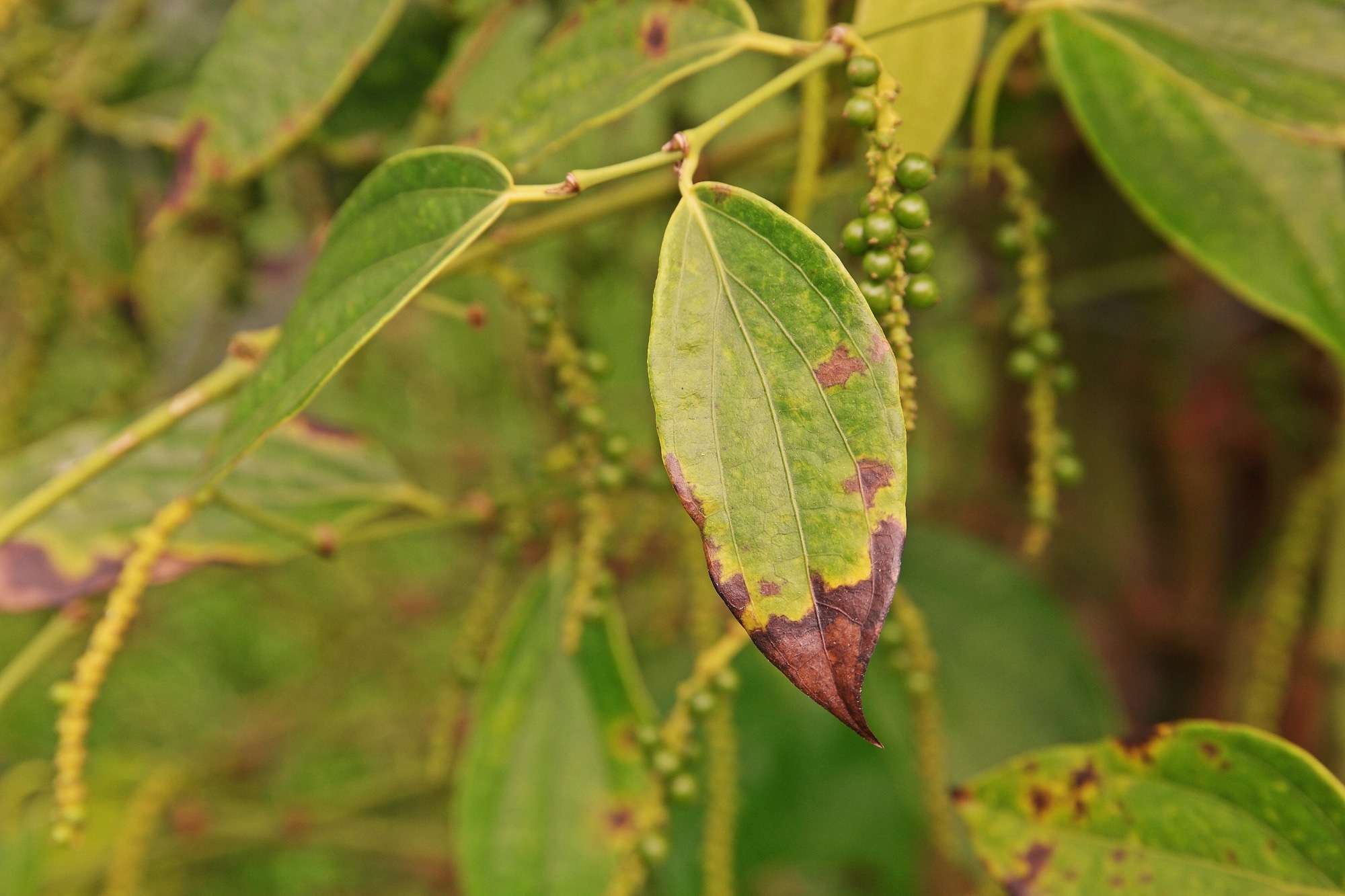 Study: Using Deep Learning to Detect Black Pepper Leaf Disease. Image credit: Lertwit Sasipreyajun/Shutterstock