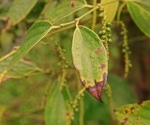 Using Deep Learning to Detect Black Pepper Leaf Disease
