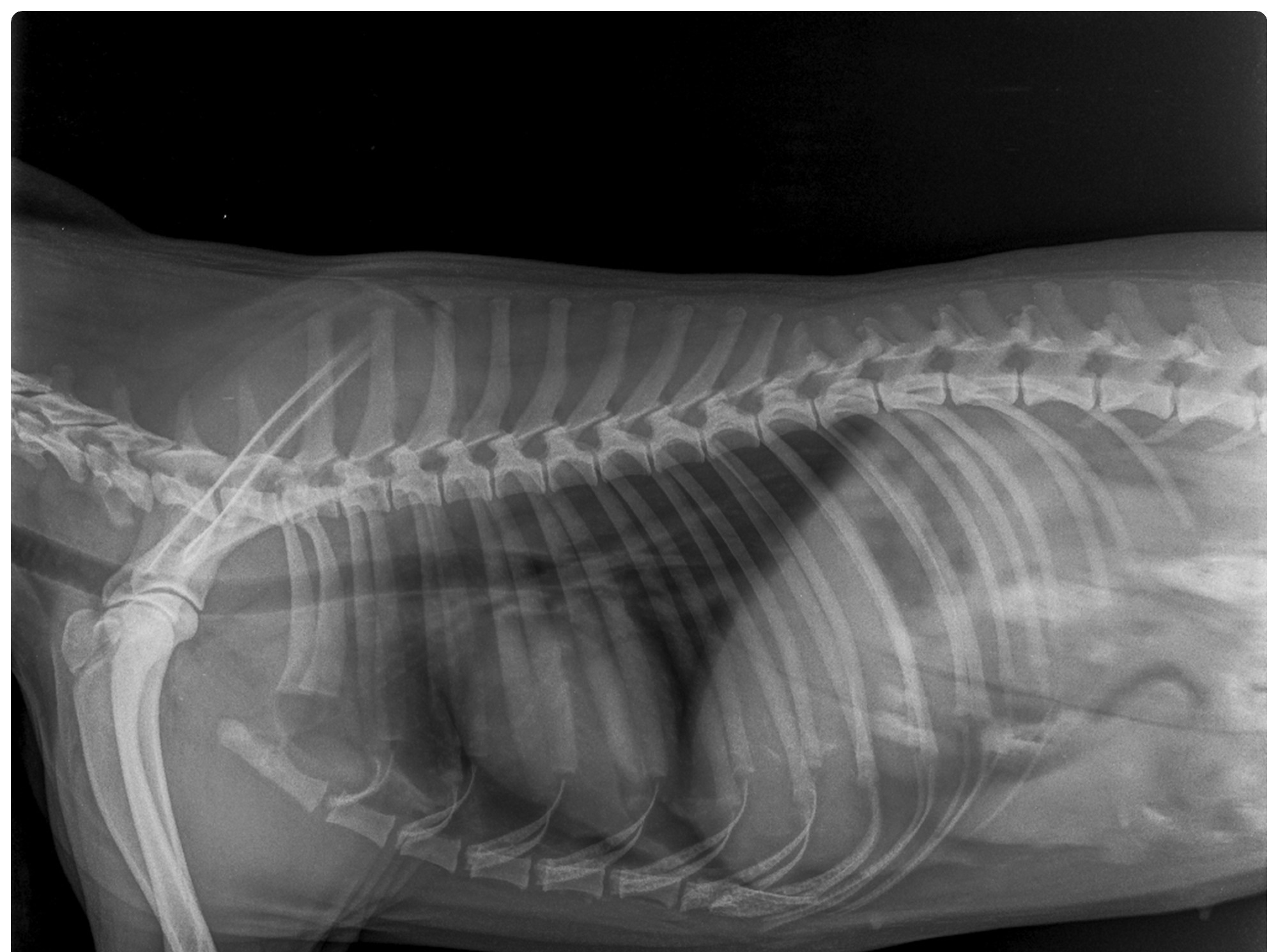 Study: Canine Cardiomegaly Detection: A Breakthrough in Deep Learning Diagnostics. Image credit: Vetlife/Shutterstock