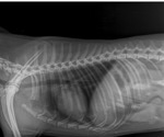Canine Cardiomegaly Detection: A Breakthrough in Deep Learning Diagnostics