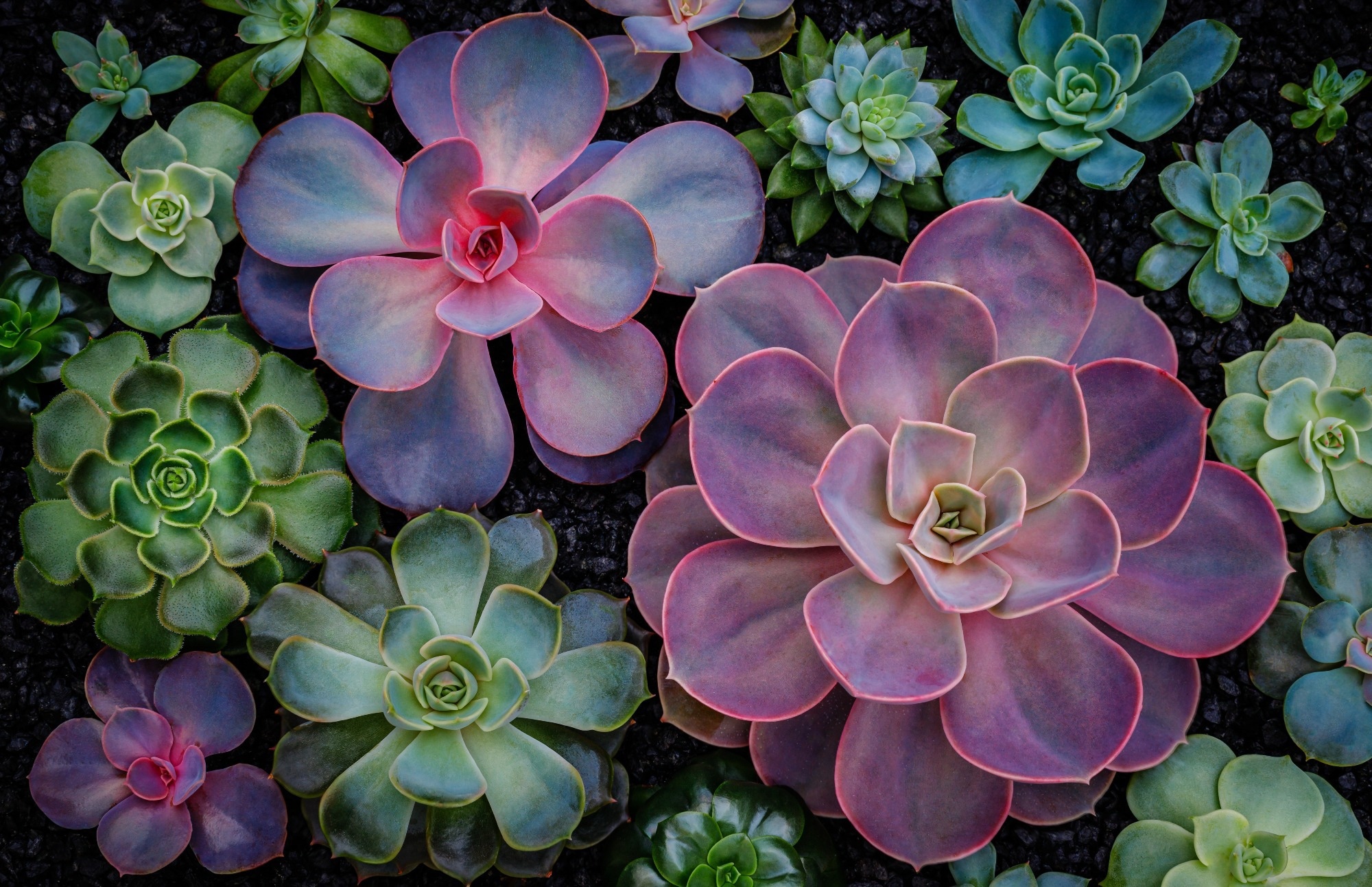 Study: LC-Net: Revolutionizing Plant Phenotyping with CNNs for Accurate Leaf Counting. Image credit: nnattalli/Shutterstock