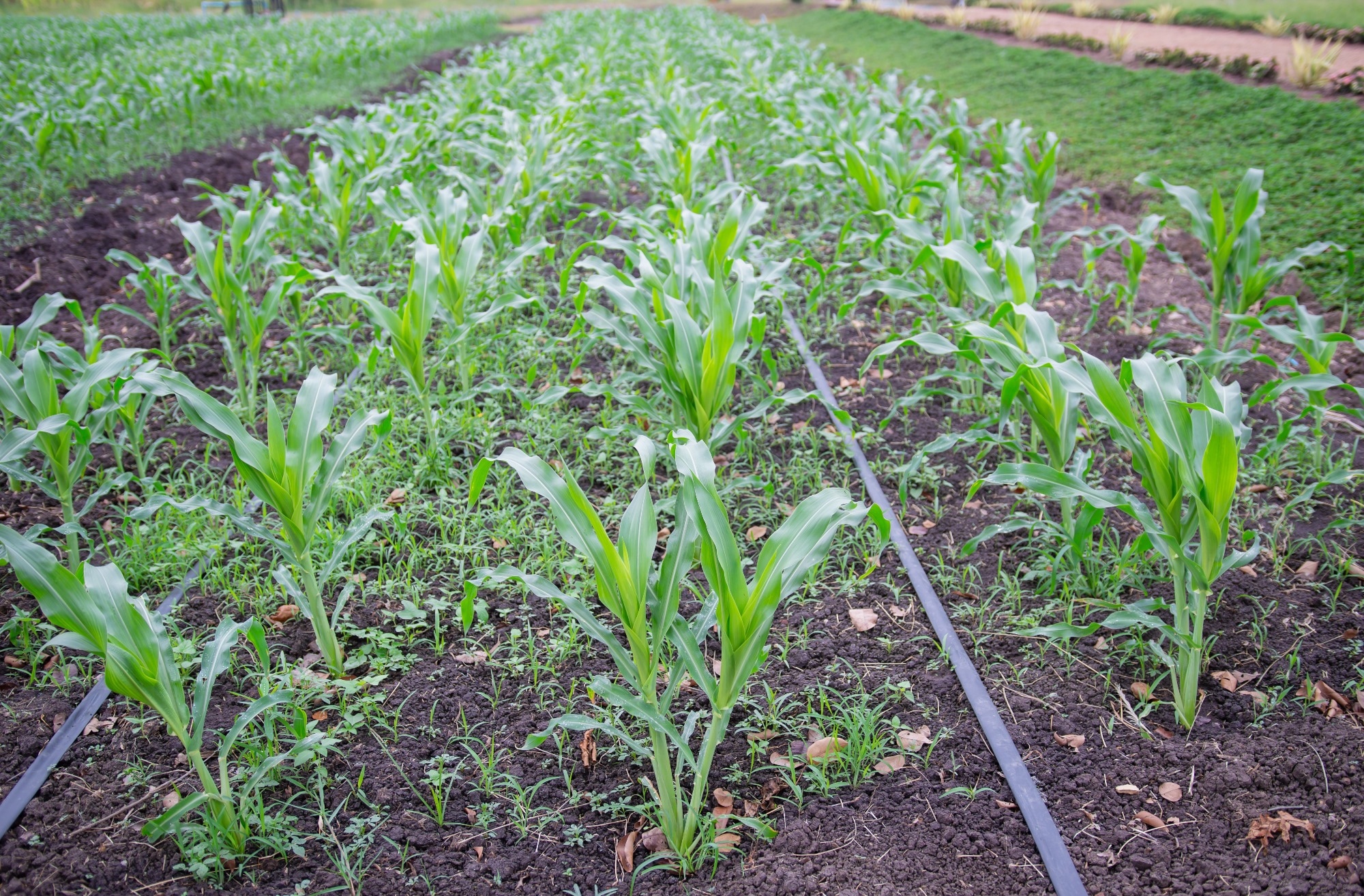 Study: MFWD Dataset for High-Quality Weed Species Analysis in Maize and Sorghum Fields. Image credit: RachenStocker/Shutterstock