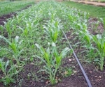 MFWD Dataset for High-Quality Weed Species Analysis in Maize and Sorghum Fields
