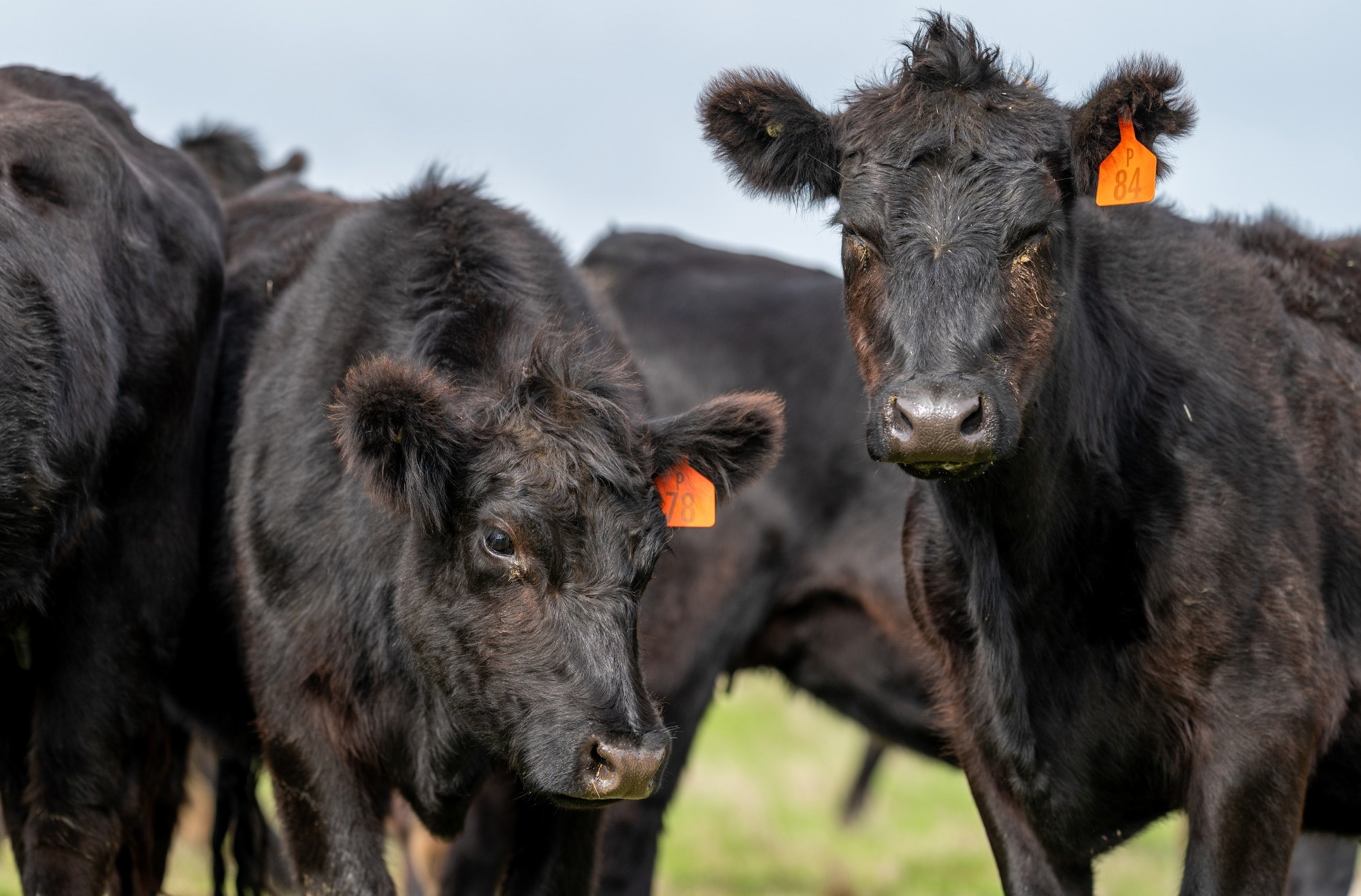 Study: Using Deep Learning and Computer Vision for Beef Cattle Behavior Recognition. Image credit: William Edge/Shutterstock