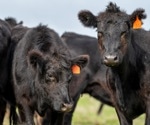 Using Deep Learning and Computer Vision for Beef Cattle Behavior Recognition