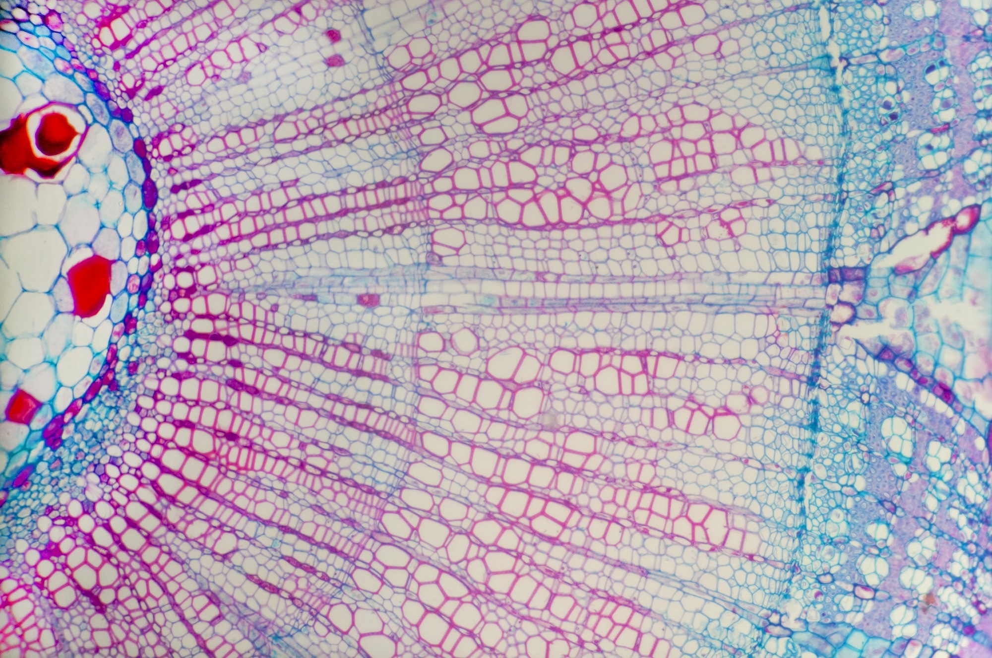 Study: EfficientBioAI: Revolutionizing Bioimaging with Smart Model Compression. Image credit: Brian Maudsley/Shutterstock