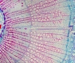 EfficientBioAI: Revolutionizing Bioimaging with Smart Model Compression